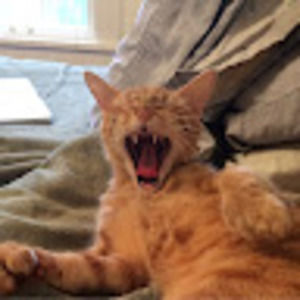 Meet your Posher, Britgirl